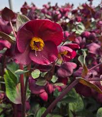 5137  Helleborus x ericsmithii Vibey Velvet (PBR)  I  Svenskt namn  :Föränderlig julros  I  Krukstorlek   : SQ1  I  Förväntad Höjd  :  50 cm  I  Blomningstid :  feb-april - 2