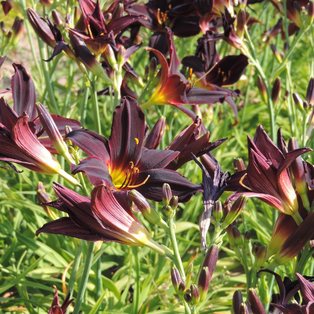 5185  Hemerocallis   American Revolution  I  Svenskt namn  :Daglilja  I  Krukstorlek   : SQ1  I  Förväntad Höjd  :  60 cm  I  Blomningstid :  juli-aug