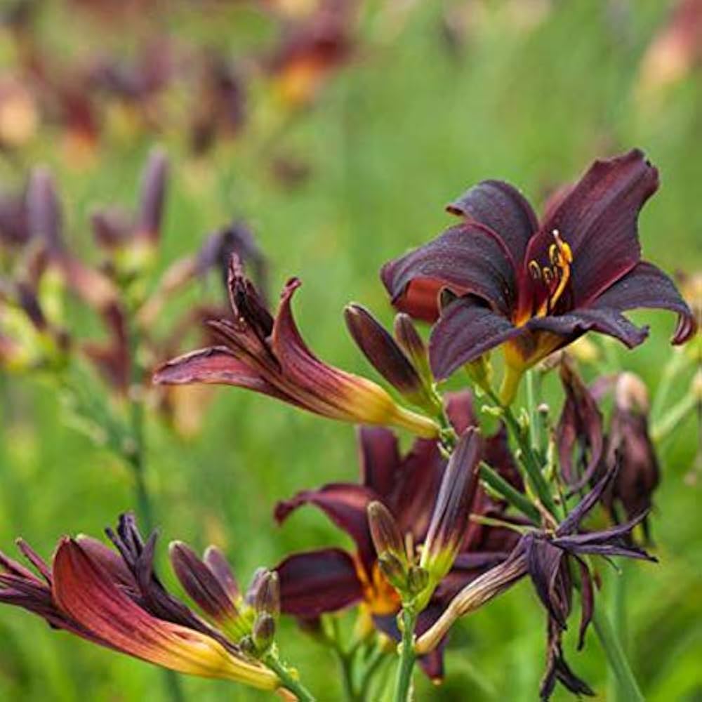 5185  Hemerocallis   American Revolution  I  Svenskt namn  :Daglilja  I  Krukstorlek   : SQ1  I  Förväntad Höjd  :  60 cm  I  Blomningstid :  juli-aug - 3