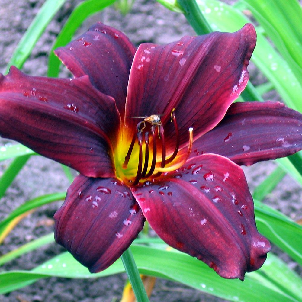 5185  Hemerocallis   American Revolution  I  Svenskt namn  :Daglilja  I  Krukstorlek   : SQ1  I  Förväntad Höjd  :  60 cm  I  Blomningstid :  juli-aug - 2