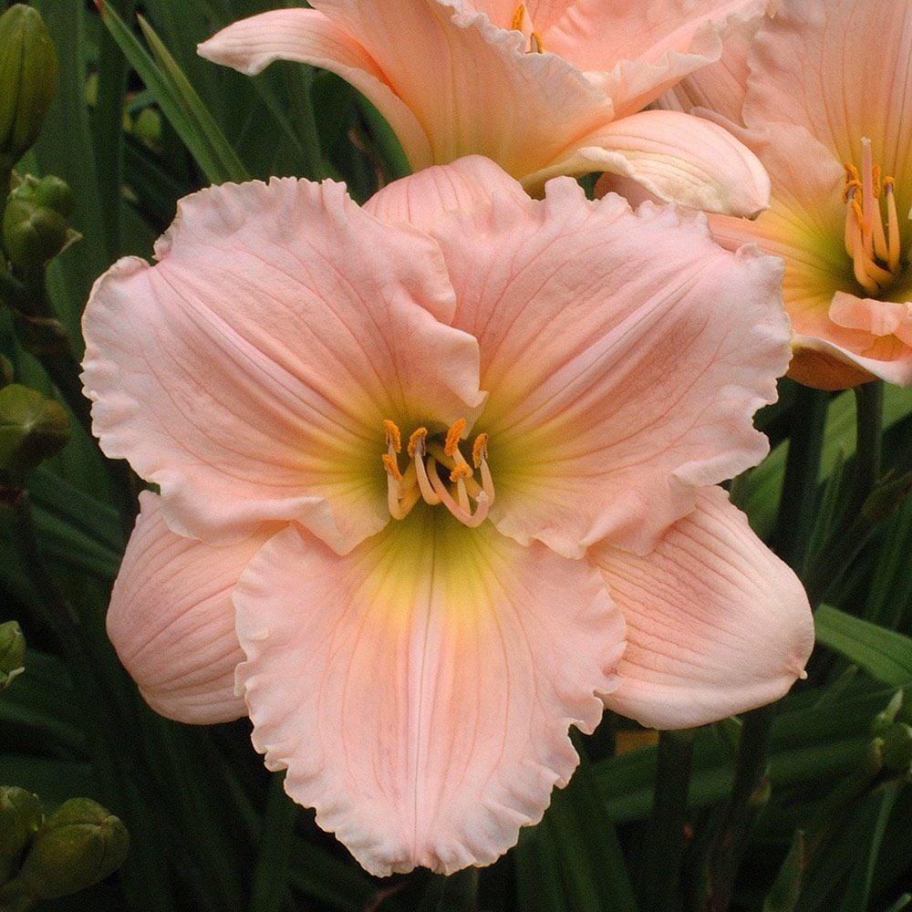 5163  Hemerocallis   Barbara Mitchell  I  Svenskt namn  :Daglilja  I  Krukstorlek   : SQ1  I  Förväntad Höjd  :  70 cm  I  Blomningstid :  juli-aug - 3