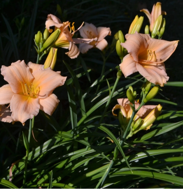 5163  Hemerocallis   Barbara Mitchell  I  Svenskt namn  :Daglilja  I  Krukstorlek   : SQ1  I  Förväntad Höjd  :  70 cm  I  Blomningstid :  juli-aug