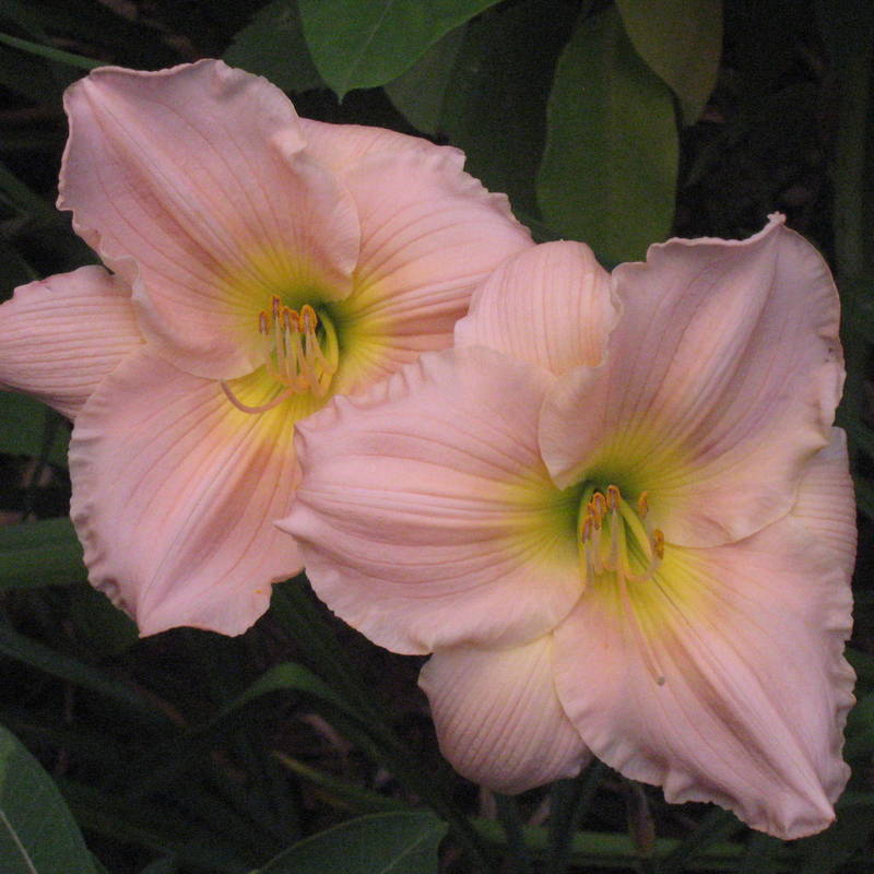 5163  Hemerocallis   Barbara Mitchell  I  Svenskt namn  :Daglilja  I  Krukstorlek   : SQ1  I  Förväntad Höjd  :  70 cm  I  Blomningstid :  juli-aug - 2