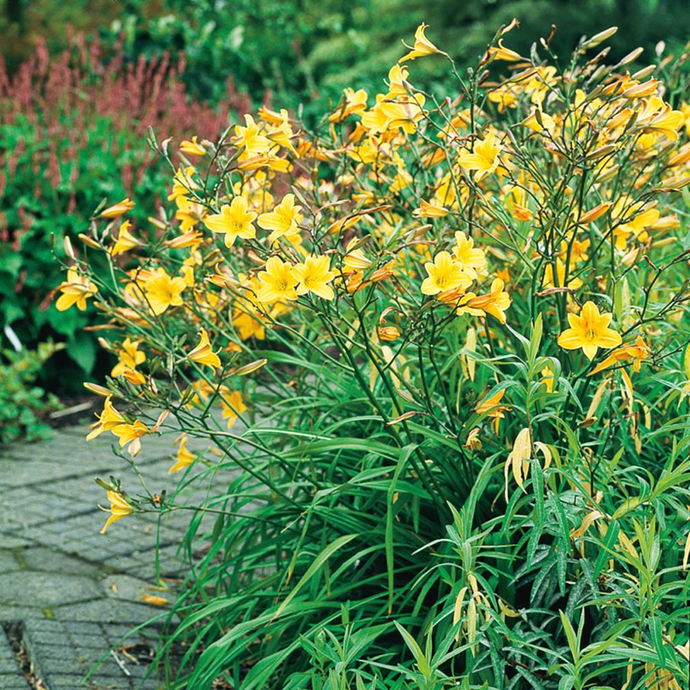 5173  Hemerocallis   Corky  I  Svenskt namn  :Daglilja  I  Krukstorlek   : SQ1  I  Förväntad Höjd  :  70 cm  I  Blomningstid :  juli-aug