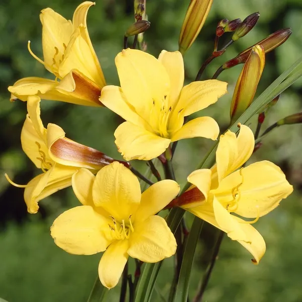 5173  Hemerocallis   Corky  I  Svenskt namn  :Daglilja  I  Krukstorlek   : SQ1  I  Förväntad Höjd  :  70 cm  I  Blomningstid :  juli-aug - 2