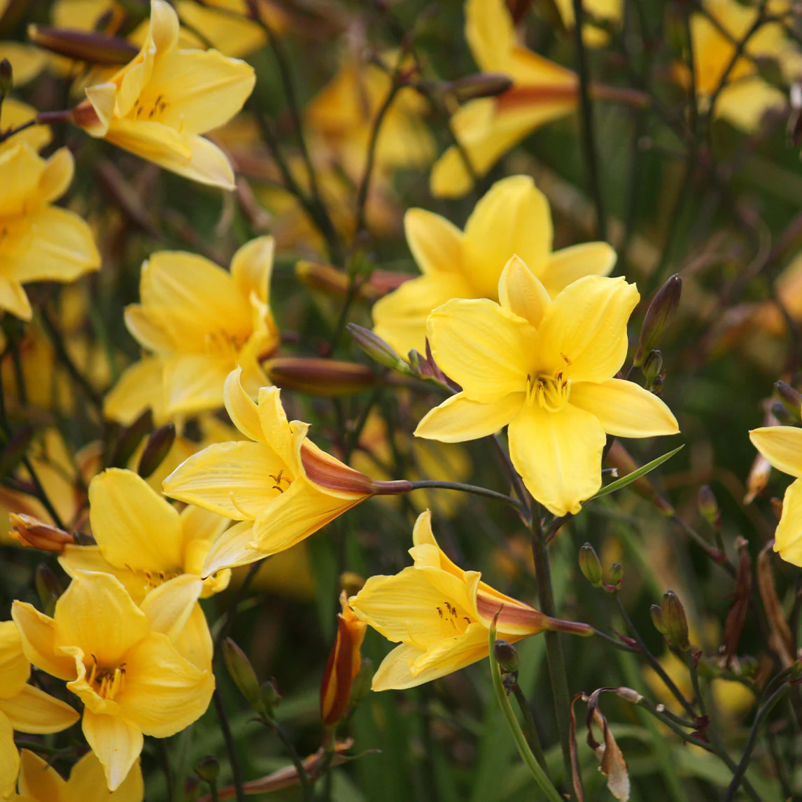 5173  Hemerocallis   Corky  I  Svenskt namn  :Daglilja  I  Krukstorlek   : SQ1  I  Förväntad Höjd  :  70 cm  I  Blomningstid :  juli-aug - 3