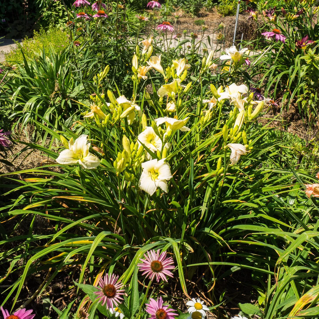 5213  Hemerocallis   Joan Senior  I  Svenskt namn  :Daglilja  I  Krukstorlek   : SQ1  I  Förväntad Höjd  :  60 cm  I  Blomningstid :  juli-aug - 3