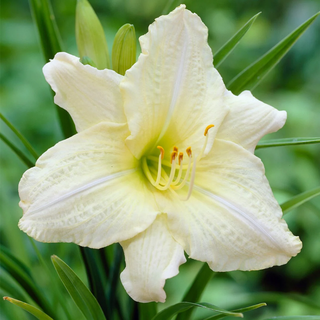 5213  Hemerocallis   Joan Senior  I  Svenskt namn  :Daglilja  I  Krukstorlek   : SQ1  I  Förväntad Höjd  :  60 cm  I  Blomningstid :  juli-aug - 2