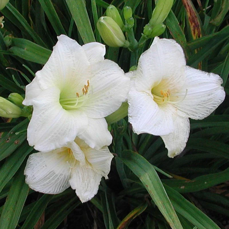 5213  Hemerocallis   Joan Senior  I  Svenskt namn  :Daglilja  I  Krukstorlek   : SQ1  I  Förväntad Höjd  :  60 cm  I  Blomningstid :  juli-aug