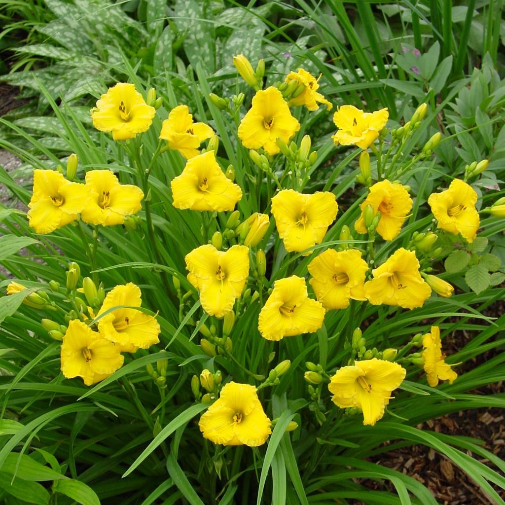 5214  Hemerocallis   Lemon Bells  I  Svenskt namn  :Daglilja  I  Krukstorlek   : SQ1  I  Förväntad Höjd  :  80 cm  I  Blomningstid :  juli-aug