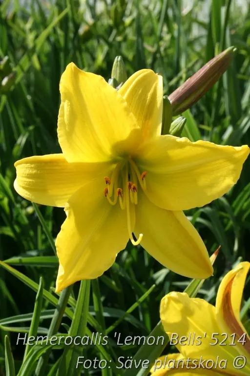 5214  Hemerocallis   Lemon Bells  I  Svenskt namn  :Daglilja  I  Krukstorlek   : SQ1  I  Förväntad Höjd  :  80 cm  I  Blomningstid :  juli-aug - 4