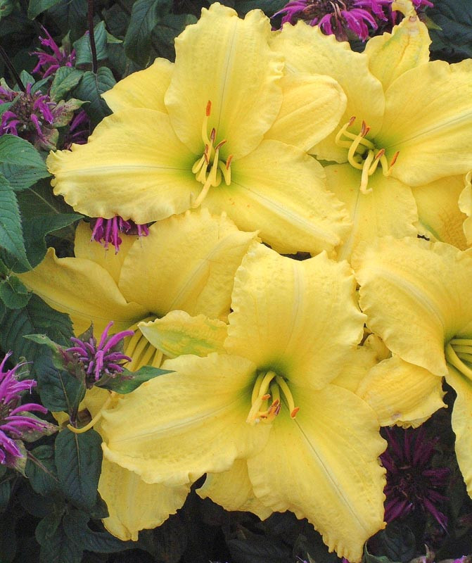 5214  Hemerocallis   Lemon Bells  I  Svenskt namn  :Daglilja  I  Krukstorlek   : SQ1  I  Förväntad Höjd  :  80 cm  I  Blomningstid :  juli-aug - 3