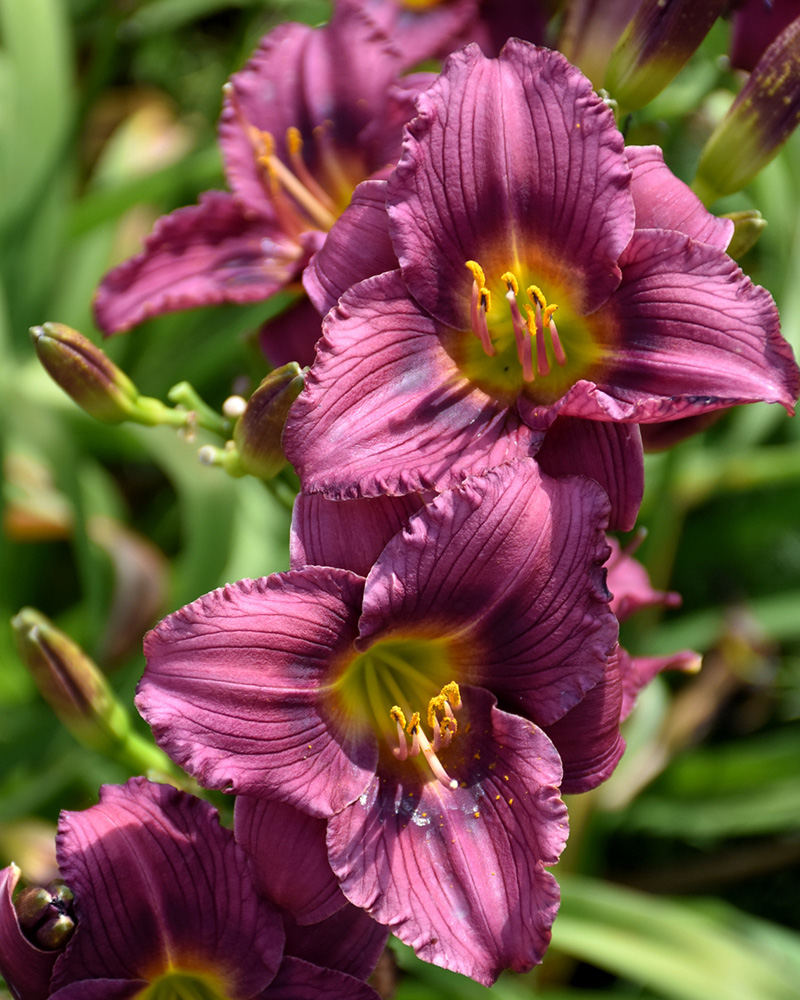 5215  Hemerocallis   Little Grapette  I  Svenskt namn  :Daglilja  I  Krukstorlek   : SQ1  I  Förväntad Höjd  :  50 cm  I  Blomningstid :  juli-aug - 3