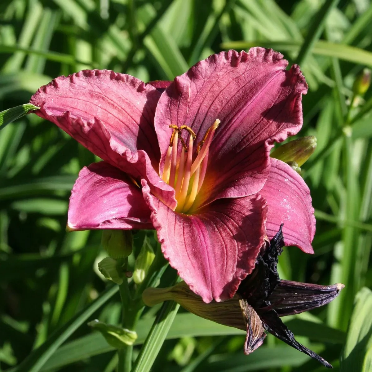 5215  Hemerocallis   Little Grapette  I  Svenskt namn  :Daglilja  I  Krukstorlek   : SQ1  I  Förväntad Höjd  :  50 cm  I  Blomningstid :  juli-aug - 2