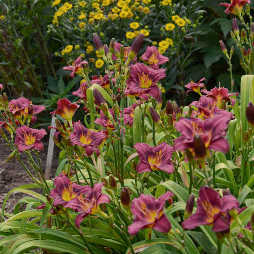 5215  Hemerocallis   Little Grapette  I  Svenskt namn  :Daglilja  I  Krukstorlek   : SQ1  I  Förväntad Höjd  :  50 cm  I  Blomningstid :  juli-aug