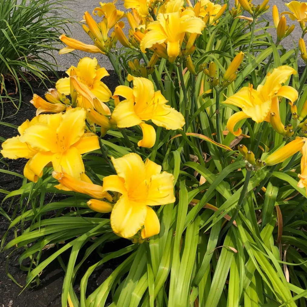 5220  Hemerocallis   Mary Todd  I  Svenskt namn  :Daglilja  I  Krukstorlek   : SQ1  I  Förväntad Höjd  :  80 cm  I  Blomningstid :  juli-aug