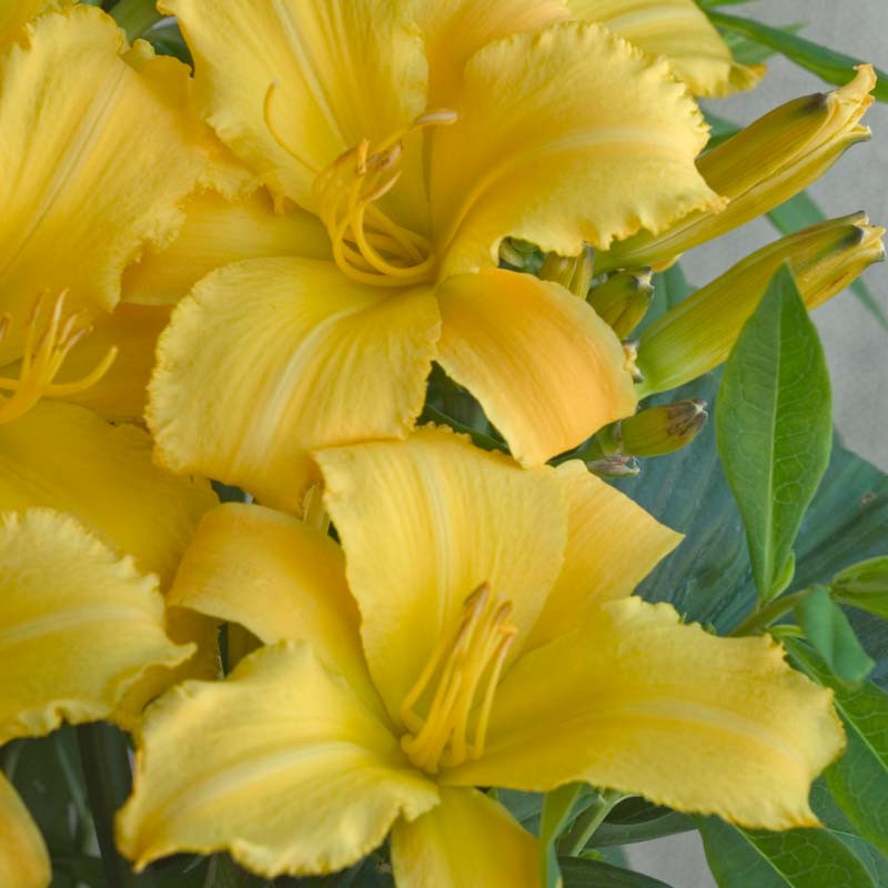 5220  Hemerocallis   Mary Todd  I  Svenskt namn  :Daglilja  I  Krukstorlek   : SQ1  I  Förväntad Höjd  :  80 cm  I  Blomningstid :  juli-aug - 2