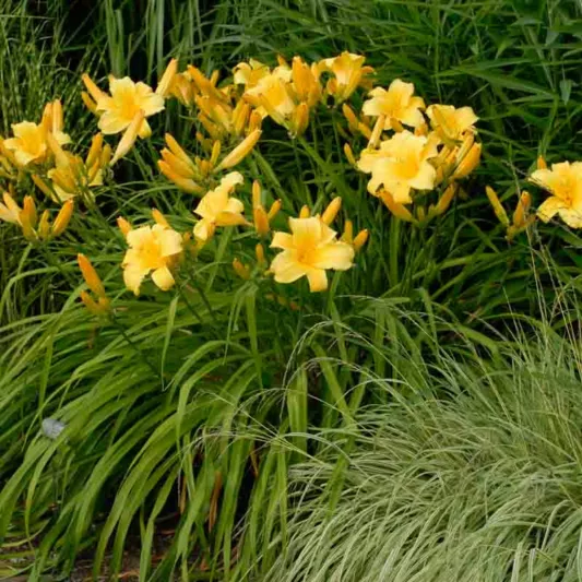 5220  Hemerocallis   Mary Todd  I  Svenskt namn  :Daglilja  I  Krukstorlek   : SQ1  I  Förväntad Höjd  :  80 cm  I  Blomningstid :  juli-aug - 3