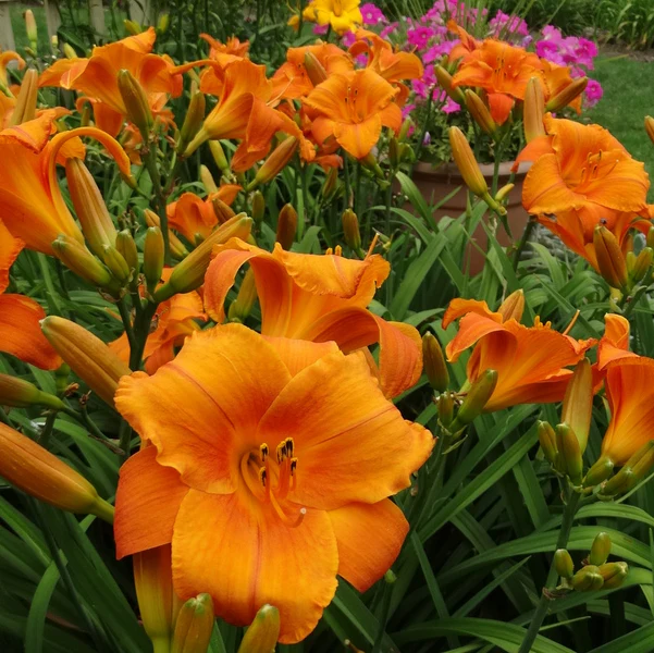 5224  Hemerocallis   Mauna Loa  I  Svenskt namn  :Daglilja  I  Krukstorlek   : SQ1  I  Förväntad Höjd  :  70 cm  I  Blomningstid :  juli-aug - 2
