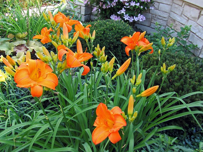 5224  Hemerocallis   Mauna Loa  I  Svenskt namn  :Daglilja  I  Krukstorlek   : SQ1  I  Förväntad Höjd  :  70 cm  I  Blomningstid :  juli-aug - 3