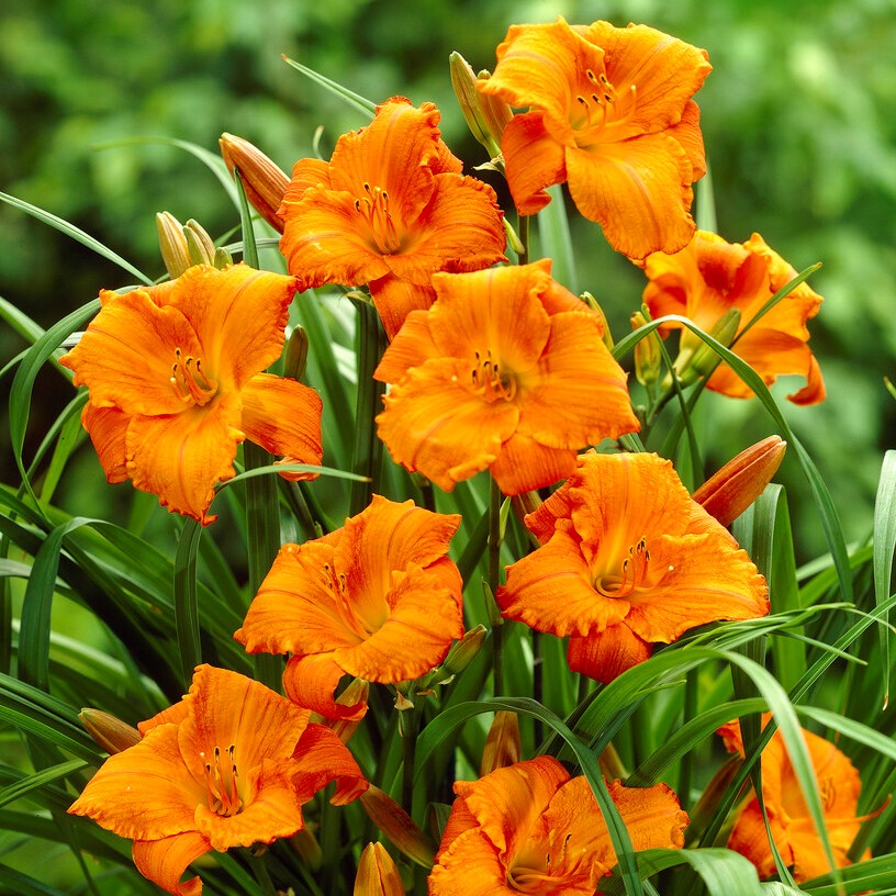 5224  Hemerocallis   Mauna Loa  I  Svenskt namn  :Daglilja  I  Krukstorlek   : SQ1  I  Förväntad Höjd  :  70 cm  I  Blomningstid :  juli-aug