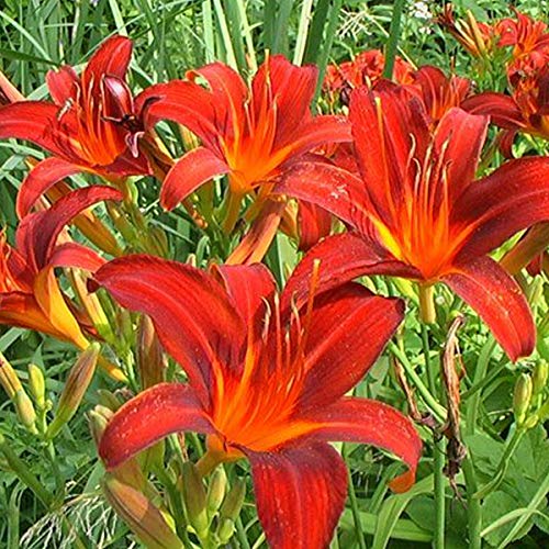 5245  Hemerocallis   Sammy Russel  I  Svenskt namn  :Daglilja  I  Krukstorlek   : SQ1  I  Förväntad Höjd  :  60 cm  I  Blomningstid :  juli-aug - 2