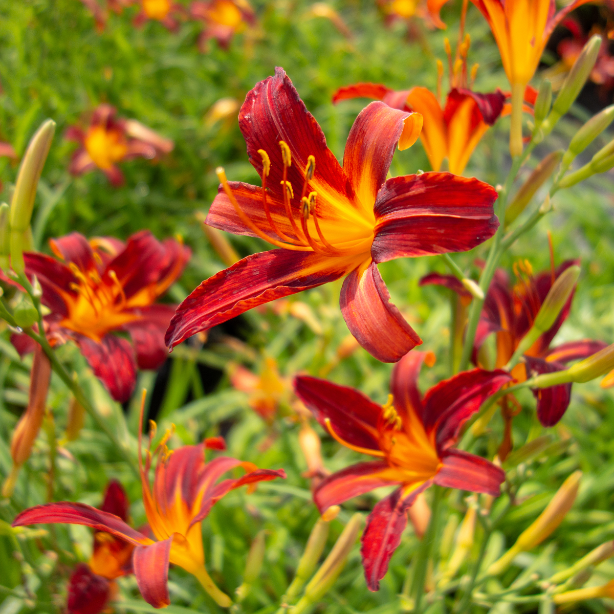5245  Hemerocallis   Sammy Russel  I  Svenskt namn  :Daglilja  I  Krukstorlek   : SQ1  I  Förväntad Höjd  :  60 cm  I  Blomningstid :  juli-aug - 3