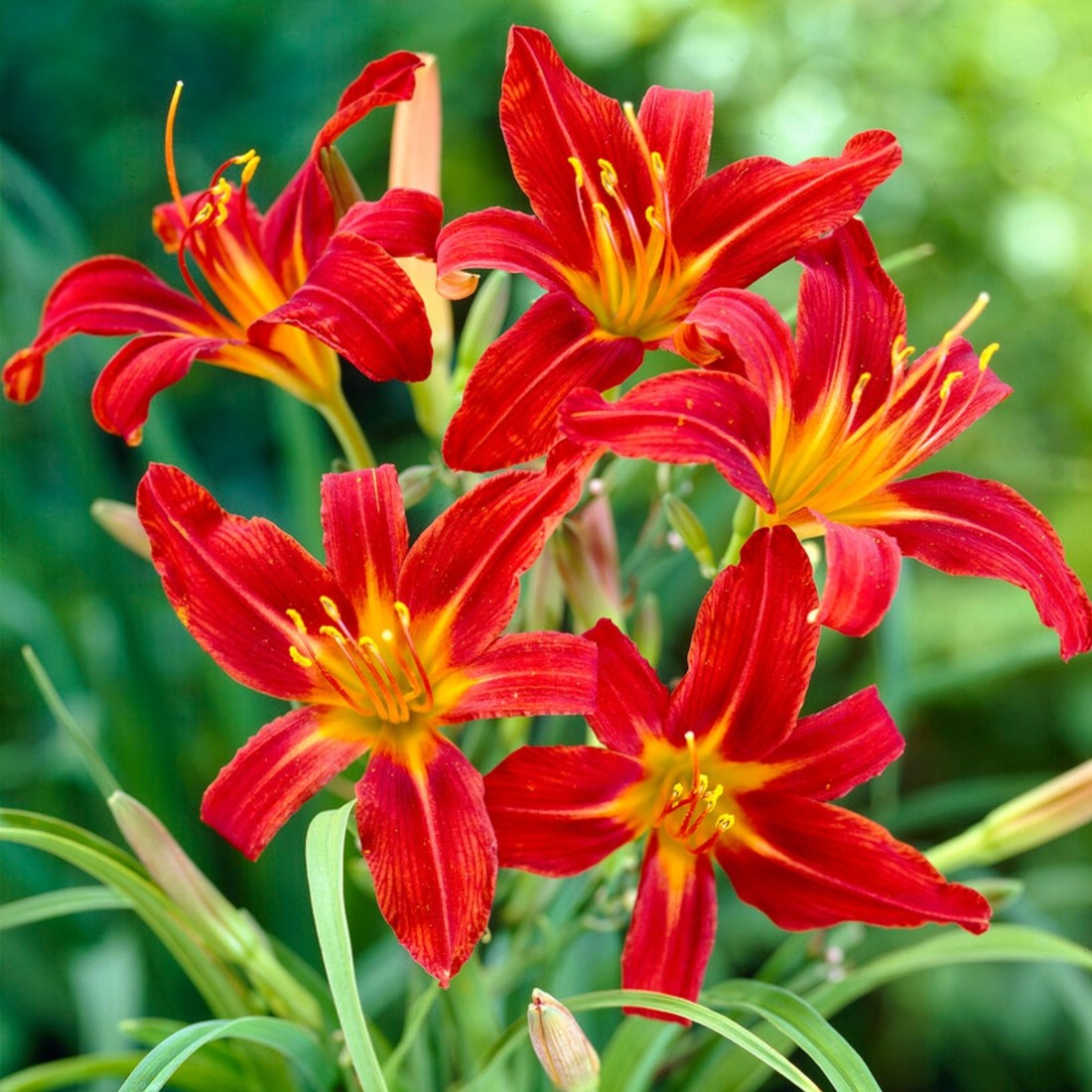5245  Hemerocallis   Sammy Russel  I  Svenskt namn  :Daglilja  I  Krukstorlek   : SQ1  I  Förväntad Höjd  :  60 cm  I  Blomningstid :  juli-aug