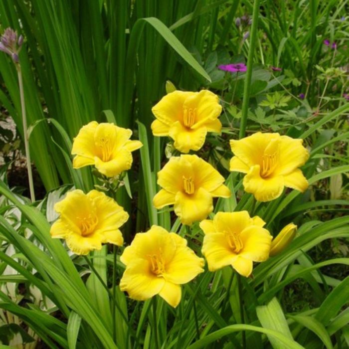 5243  Hemerocallis   Stella de Oro  I  Svenskt namn  :Daglilja  I  Krukstorlek   : SQ1  I  Förväntad Höjd  :  30 cm  I  Blomningstid :  juni-sept - 2