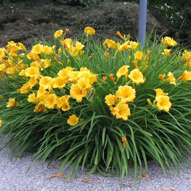 5243  Hemerocallis   Stella de Oro  I  Svenskt namn  :Daglilja  I  Krukstorlek   : SQ1  I  Förväntad Höjd  :  30 cm  I  Blomningstid :  juni-sept - 4