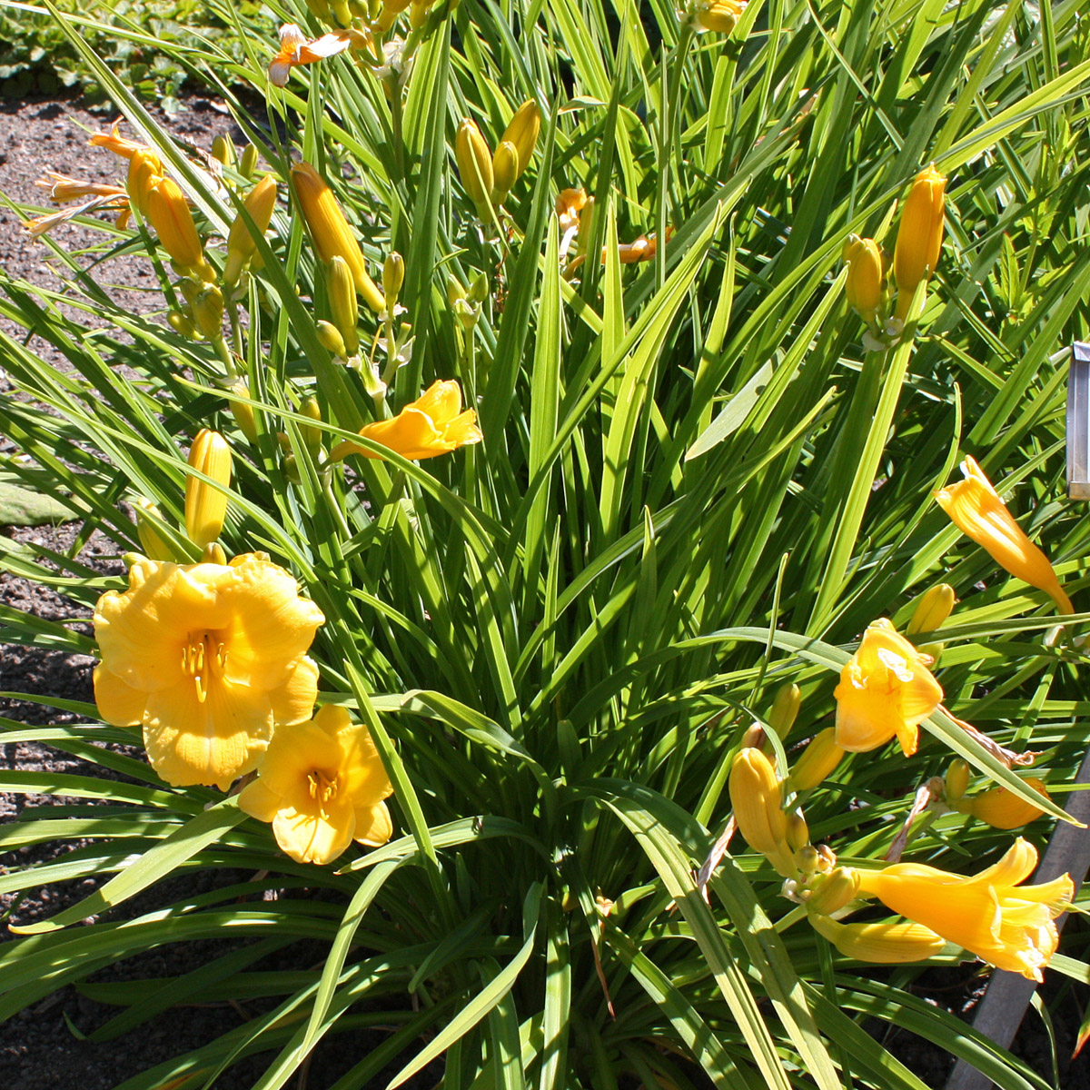 5243  Hemerocallis   Stella de Oro  I  Svenskt namn  :Daglilja  I  Krukstorlek   : SQ1  I  Förväntad Höjd  :  30 cm  I  Blomningstid :  juni-sept