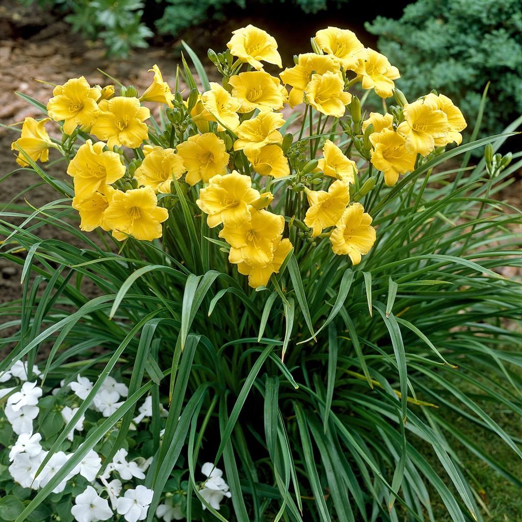5243  Hemerocallis   Stella de Oro  I  Svenskt namn  :Daglilja  I  Krukstorlek   : SQ1  I  Förväntad Höjd  :  30 cm  I  Blomningstid :  juni-sept - 3