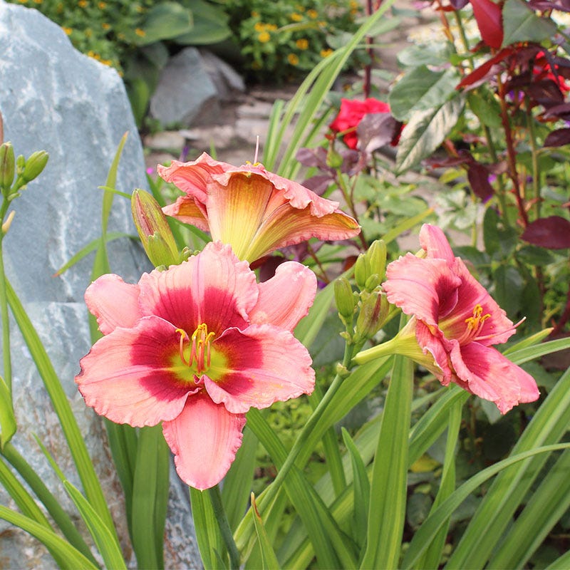 5239  Hemerocallis   Strawberry Candy  I  Svenskt namn  :Daglilja  I  Krukstorlek   : SQ1  I  Förväntad Höjd  :  60 cm  I  Blomningstid :  juli-aug