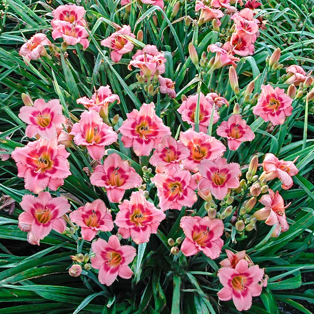 5239  Hemerocallis   Strawberry Candy  I  Svenskt namn  :Daglilja  I  Krukstorlek   : SQ1  I  Förväntad Höjd  :  60 cm  I  Blomningstid :  juli-aug - 3