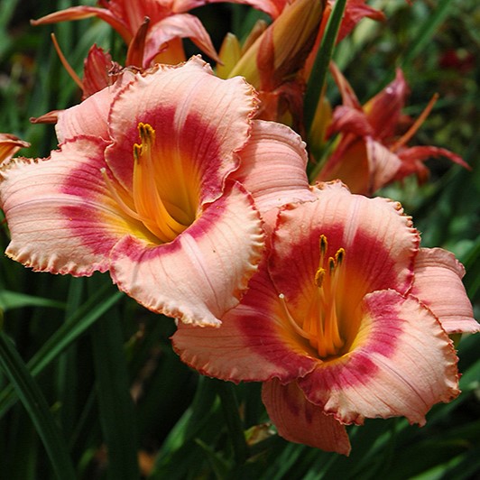 5239  Hemerocallis   Strawberry Candy  I  Svenskt namn  :Daglilja  I  Krukstorlek   : SQ1  I  Förväntad Höjd  :  60 cm  I  Blomningstid :  juli-aug - 2