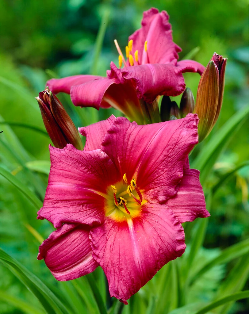 5244  Hemerocallis   Summer Wine  I  Svenskt namn  :Daglilja  I  Krukstorlek   : SQ1  I  Förväntad Höjd  :  60 cm  I  Blomningstid :  juli-aug - 3