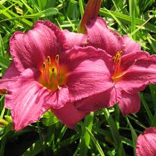 5244  Hemerocallis   Summer Wine  I  Svenskt namn  :Daglilja  I  Krukstorlek   : SQ1  I  Förväntad Höjd  :  60 cm  I  Blomningstid :  juli-aug - 2