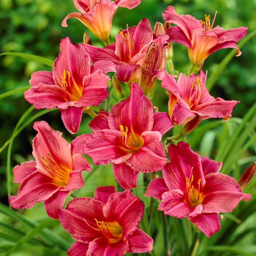 5244  Hemerocallis   Summer Wine  I  Svenskt namn  :Daglilja  I  Krukstorlek   : SQ1  I  Förväntad Höjd  :  60 cm  I  Blomningstid :  juli-aug
