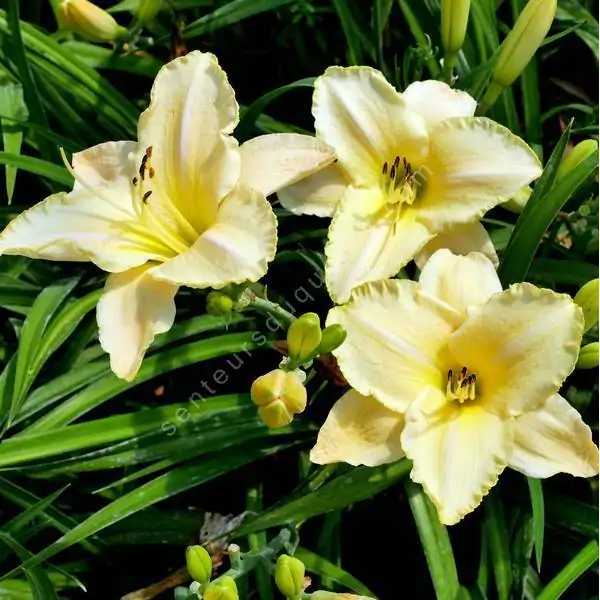 5259  Hemerocallis   White Temptation  I  Svenskt namn  :Daglilja  I  Krukstorlek   : SQ1  I  Förväntad Höjd  :  70 cm  I  Blomningstid :  juli-aug