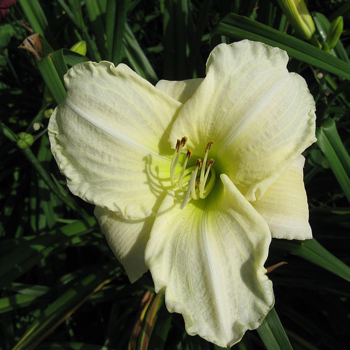 5259  Hemerocallis   White Temptation  I  Svenskt namn  :Daglilja  I  Krukstorlek   : SQ1  I  Förväntad Höjd  :  70 cm  I  Blomningstid :  juli-aug - 2