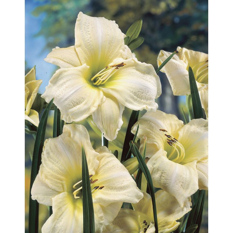 5259  Hemerocallis   White Temptation  I  Svenskt namn  :Daglilja  I  Krukstorlek   : SQ1  I  Förväntad Höjd  :  70 cm  I  Blomningstid :  juli-aug - 3