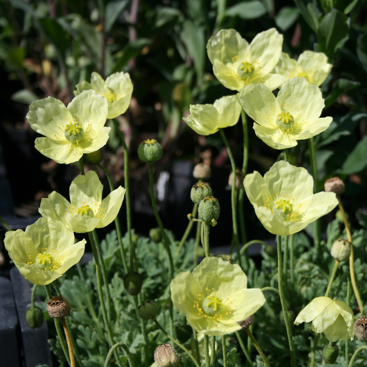 6560  Papaver miyabeanum  Pacino  I  Svenskt namn  :Japansk vallmo  I  Krukstorlek   : 11c  I  Förväntad Höjd  :  15 cm  I  Blomningstid :  maj-juni