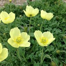 6560  Papaver miyabeanum  Pacino  I  Svenskt namn  :Japansk vallmo  I  Krukstorlek   : 11c  I  Förväntad Höjd  :  15 cm  I  Blomningstid :  maj-juni - 2