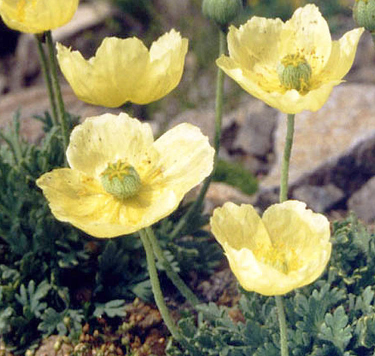 6560  Papaver miyabeanum  Pacino  I  Svenskt namn  :Japansk vallmo  I  Krukstorlek   : 11c  I  Förväntad Höjd  :  15 cm  I  Blomningstid :  maj-juni - 3