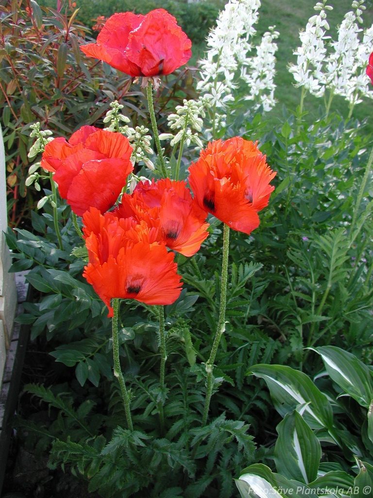 6555  Papaver orientale  Beauty of Livermere  I  Svenskt namn  :Jättevallmo  I  Krukstorlek   : 11c  I  Förväntad Höjd  :  100 cm  I  Blomningstid :  juni-juli - 3