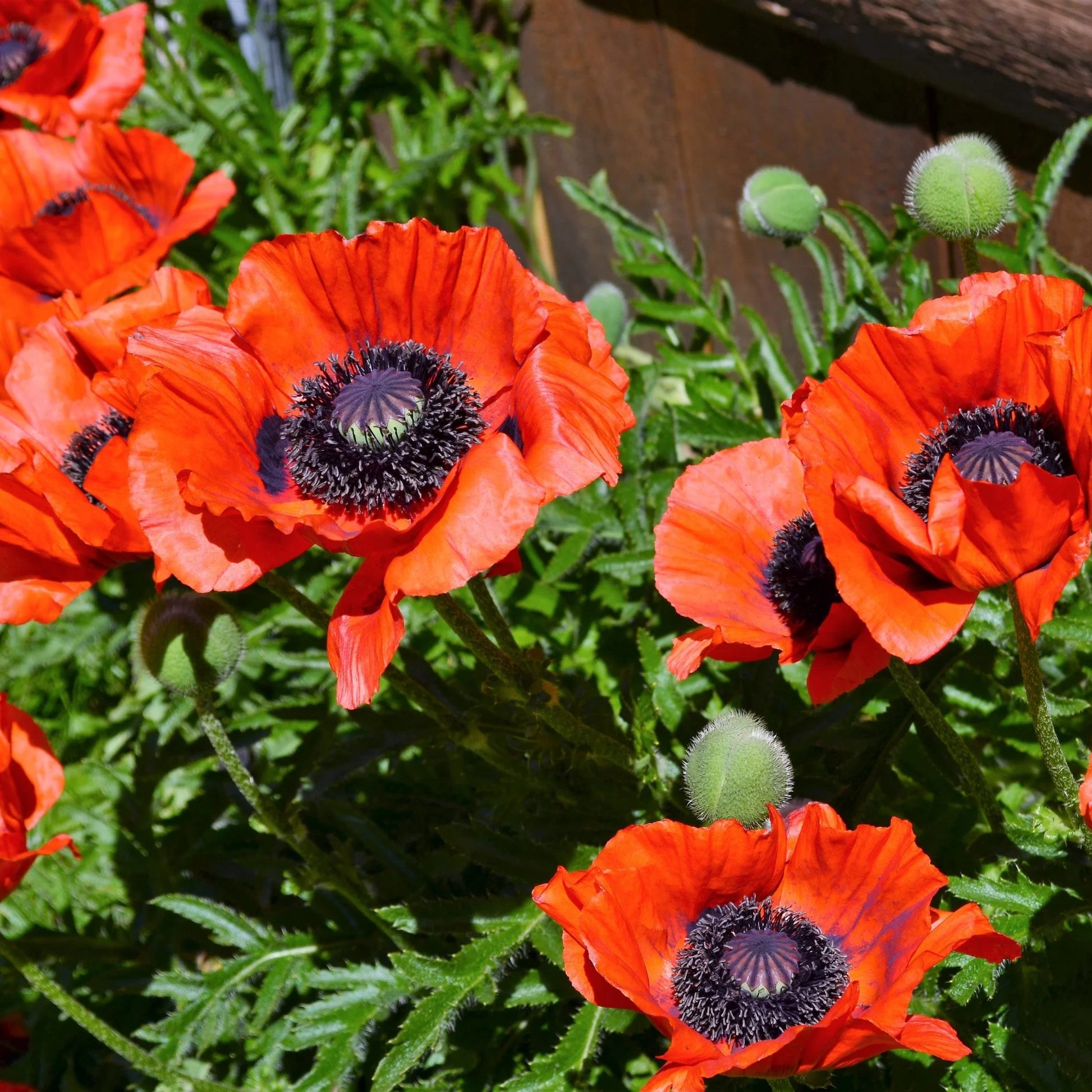 6555  Papaver orientale  Beauty of Livermere  I  Svenskt namn  :Jättevallmo  I  Krukstorlek   : 11c  I  Förväntad Höjd  :  100 cm  I  Blomningstid :  juni-juli - 2
