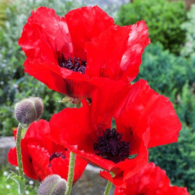 6555  Papaver orientale  Beauty of Livermere  I  Svenskt namn  :Jättevallmo  I  Krukstorlek   : 11c  I  Förväntad Höjd  :  100 cm  I  Blomningstid :  juni-juli