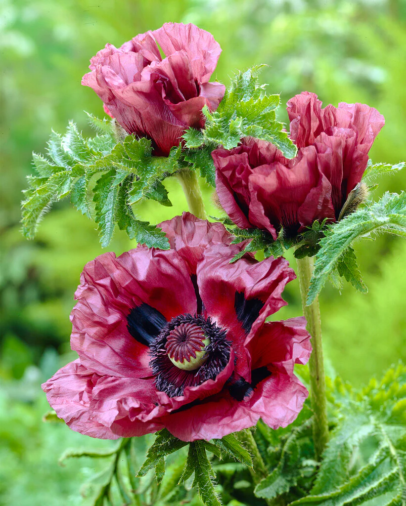 6582  Papaver orientale  Pattys Plum  I  Svenskt namn  :Jättevallmo  I  Krukstorlek   : SQ1/P9  I  Förväntad Höjd  :  60 cm  I  Blomningstid :  juni-juli - 2