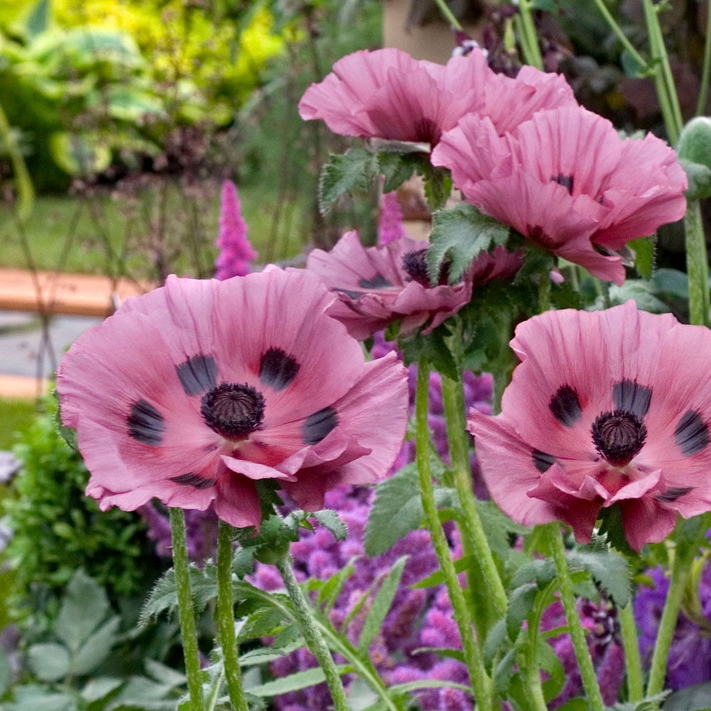 6582  Papaver orientale  Pattys Plum  I  Svenskt namn  :Jättevallmo  I  Krukstorlek   : SQ1/P9  I  Förväntad Höjd  :  60 cm  I  Blomningstid :  juni-juli