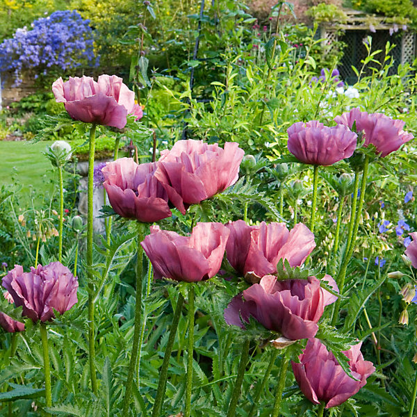 6582  Papaver orientale  Pattys Plum  I  Svenskt namn  :Jättevallmo  I  Krukstorlek   : SQ1/P9  I  Förväntad Höjd  :  60 cm  I  Blomningstid :  juni-juli - 3